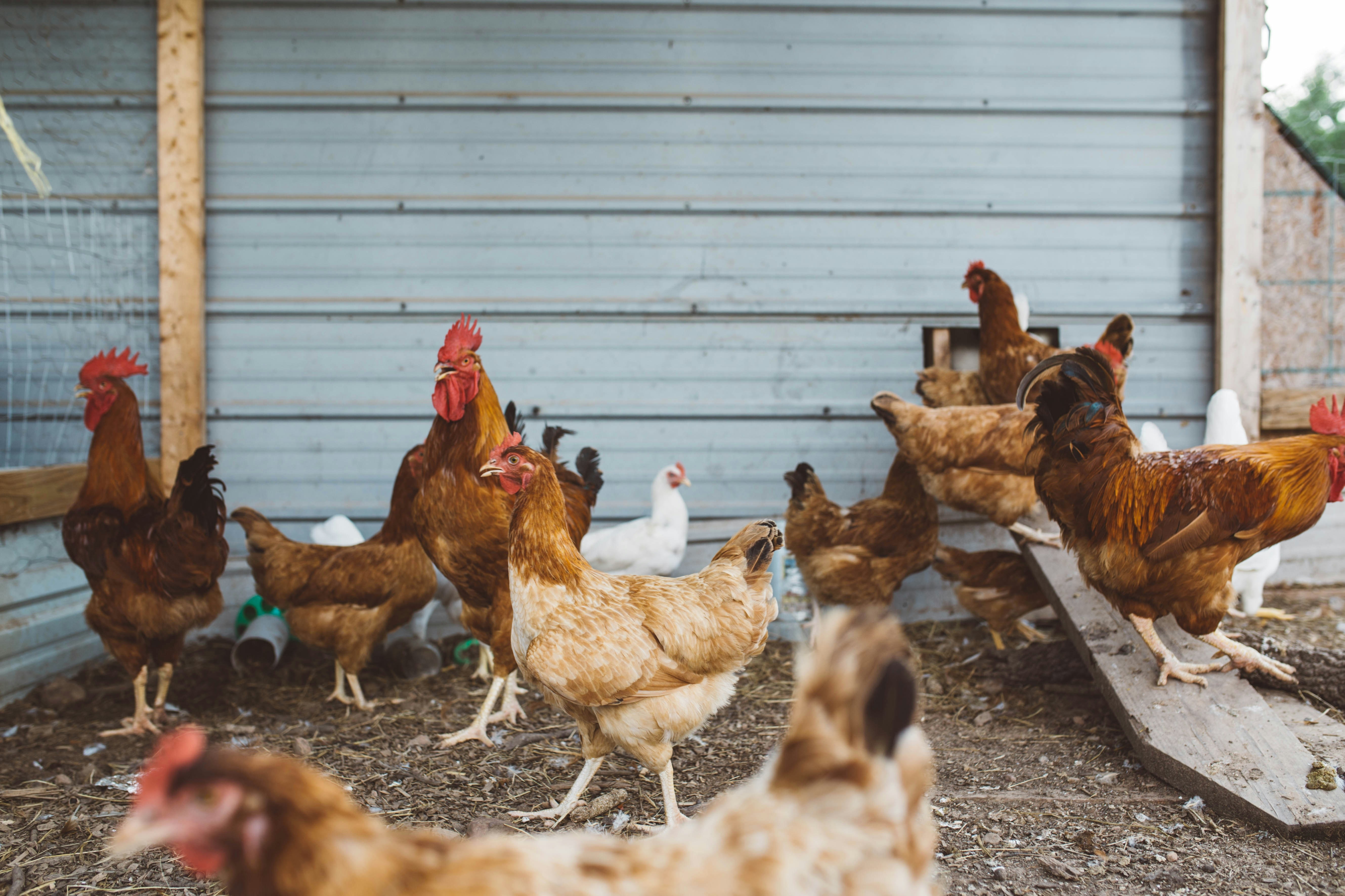 Careers for Animals
